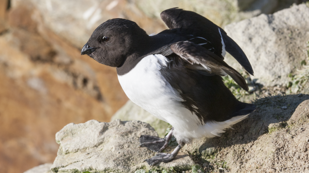 Little Auk SEATRACK